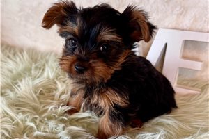 Jezebelle - Yorkshire Terrier - Yorkie for sale
