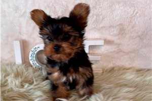 Jillian - Yorkshire Terrier - Yorkie for sale