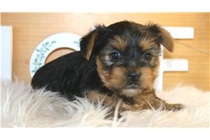 Kenji - Yorkshire Terrier - Yorkie for sale