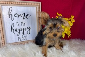Jezebelle - Yorkshire Terrier - Yorkie for sale