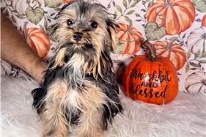 Dale - puppy for sale
