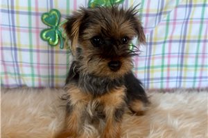 Vanessa - Yorkshire Terrier - Yorkie for sale