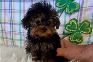 Dexter - Yorkshire Terrier - Yorkie for sale