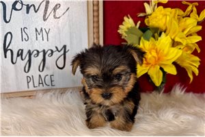 Miriam - Yorkshire Terrier - Yorkie for sale