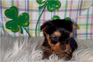 Jace - puppy for sale
