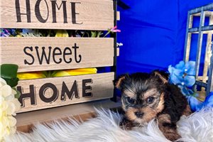Miriam - Yorkshire Terrier - Yorkie for sale