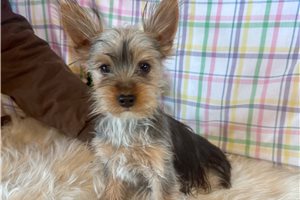 Ashby - Yorkshire Terrier - Yorkie for sale