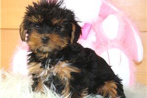 Sonya - puppy for sale