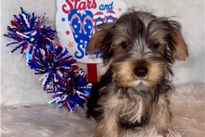 Jinks - Yorkshire Terrier - Yorkie for sale