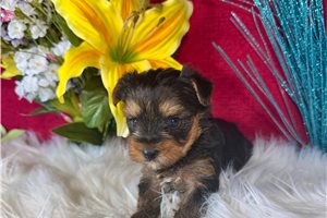 Mojo - Yorkshire Terrier - Yorkie for sale