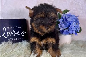 Davey - Yorkshire Terrier - Yorkie for sale
