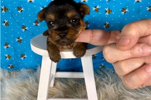 Miranda - Yorkshire Terrier - Yorkie for sale