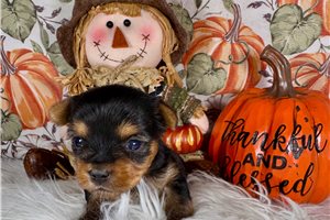 Hitch - puppy for sale