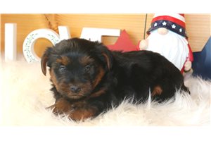Charlie - Yorkshire Terrier - Yorkie for sale