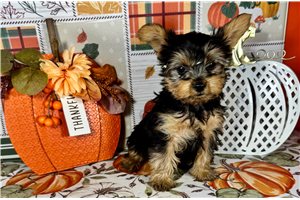 Darius - Yorkie for sale