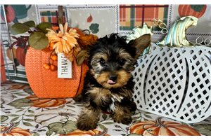 Darvin - Yorkie for sale