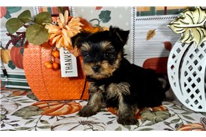 Falen - puppy for sale