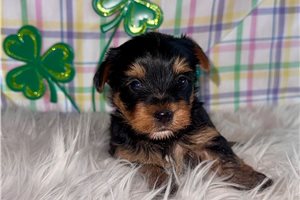 Jinks - Yorkshire Terrier - Yorkie for sale