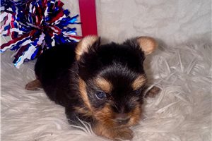 Jezebelle - puppy for sale