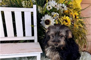 Dale - Yorkshire Terrier - Yorkie for sale