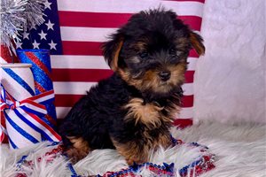 Dixie - Yorkshire Terrier - Yorkie for sale