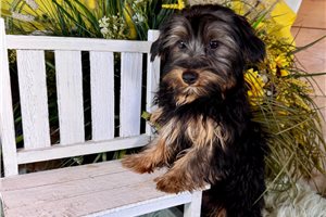 Davey - Yorkshire Terrier - Yorkie for sale