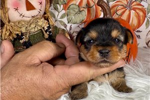 Heather - Yorkie for sale