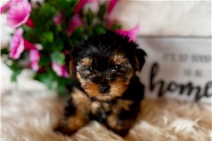 Clyde - Yorkshire Terrier - Yorkie for sale