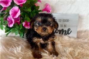 Chester - Yorkshire Terrier - Yorkie for sale