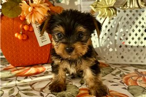 Hitch - Yorkie for sale
