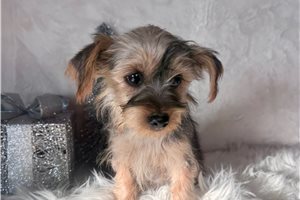 Zinnia - Yorkshire Terrier - Yorkie for sale