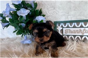 Jillian - Yorkshire Terrier - Yorkie for sale
