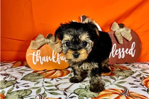 Holden - Yorkie for sale