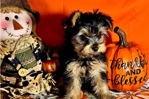 Darius - puppy for sale