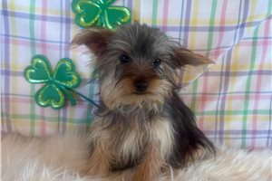 Winston - Yorkshire Terrier - Yorkie for sale