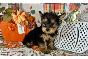 Darby - Yorkie for sale