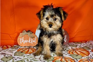 Mojo - Yorkie for sale