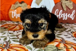 Hunter - Yorkie for sale