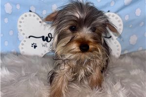 Winston - Yorkshire Terrier - Yorkie for sale