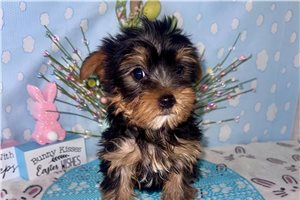 Jinks - Yorkshire Terrier - Yorkie for sale