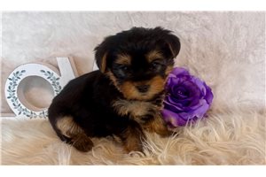 Amos - puppy for sale