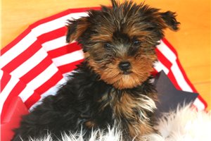Charlie - puppy for sale