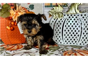 Holden - Yorkie for sale
