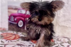 Maxwell - puppy for sale