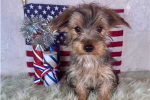 Jinks - Yorkshire Terrier - Yorkie for sale