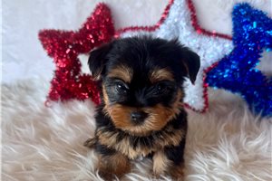 Andrew - puppy for sale