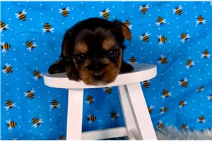 Mojo - Yorkshire Terrier - Yorkie for sale