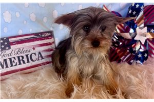 Winston - Yorkshire Terrier - Yorkie for sale
