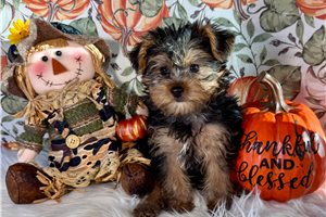 Mojo - puppy for sale
