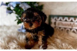Clyde - Yorkshire Terrier - Yorkie for sale